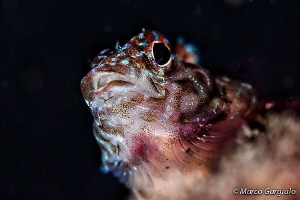 hallo! by Marco Gargiulo 